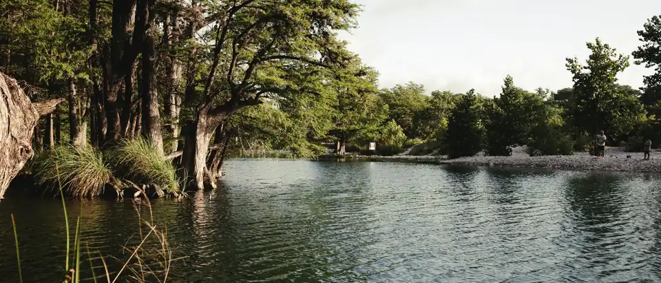 Bald cypress trees leaning over the clear Frio River at Concan, Texas