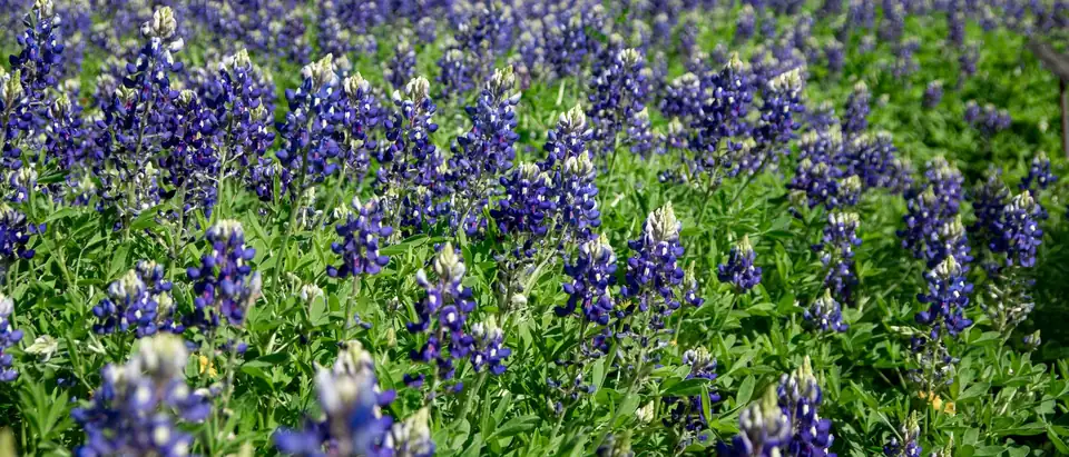 A dense patch of Texas bluebonnets in bloom